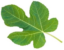 Fig Leaves Pictures | Download Free Images on Unsplash